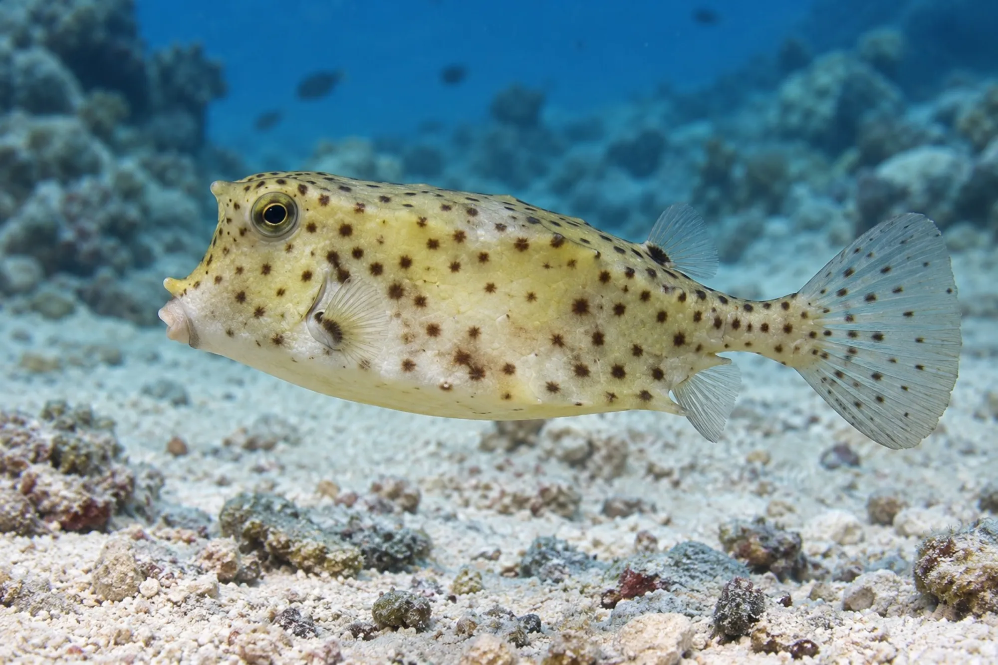 Kurzschnäutziger Kofferfisch, Rhynchostracion nasus