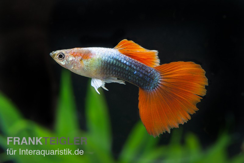 Guppy neonblau-rot, Poecilia reticulata, Männchen