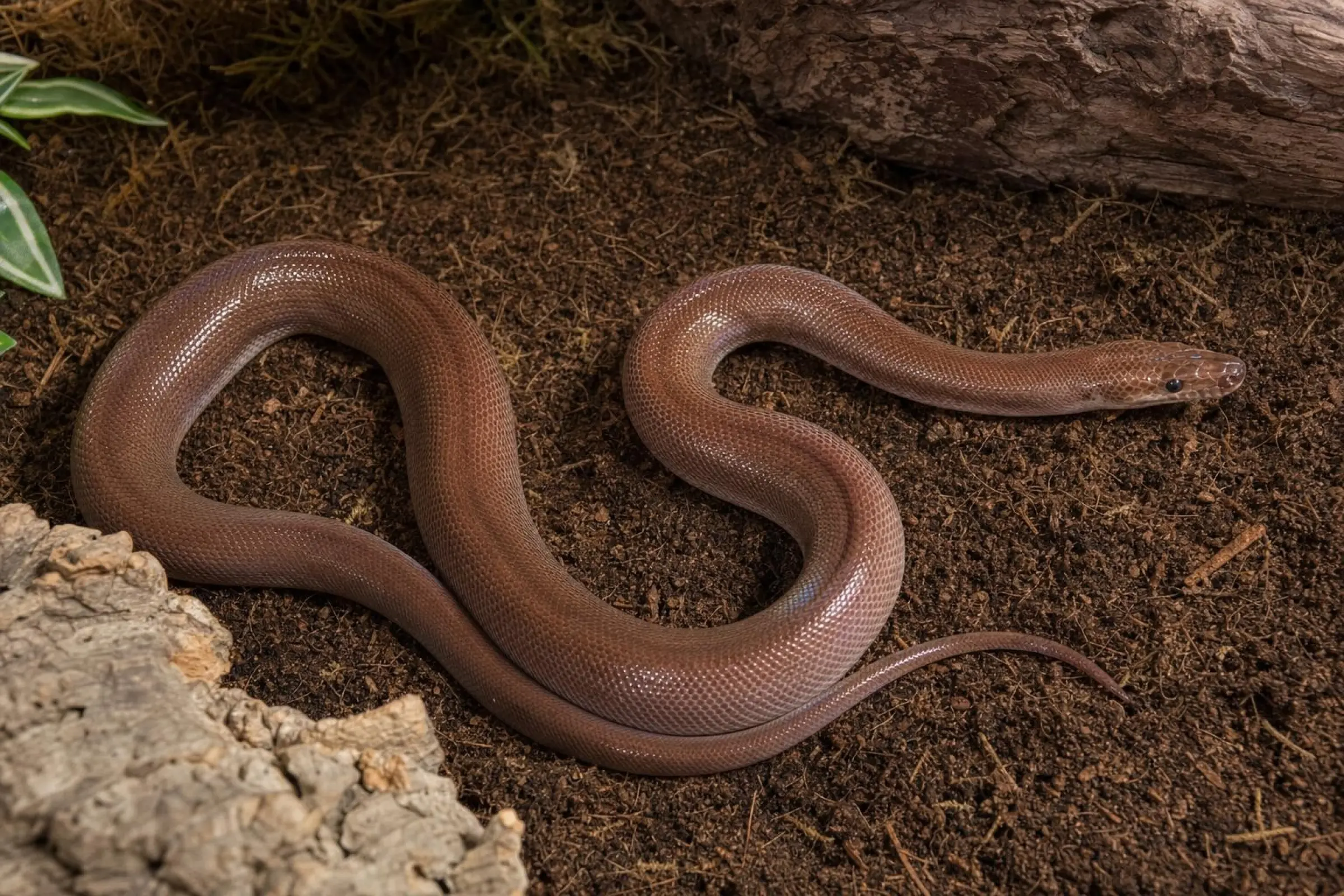Braune Regenbogenboa, 100 % het Albino, Epicrates maurus