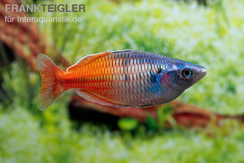 Boesemans Regenbogenfisch rot, Melanotaenia boesemani RED, DNZ