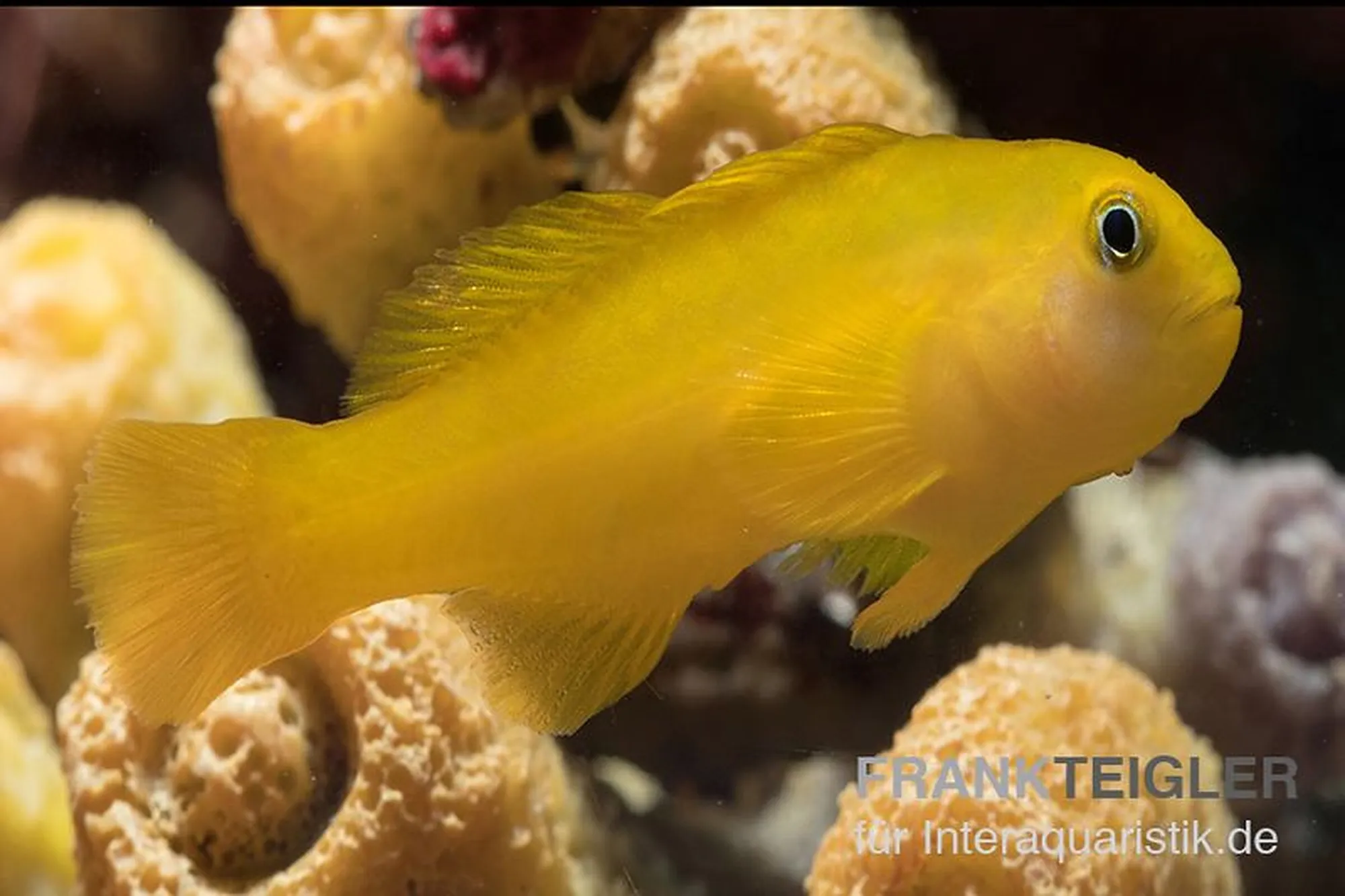 Gelbe Korallengrundel, Gobiodon okinawae