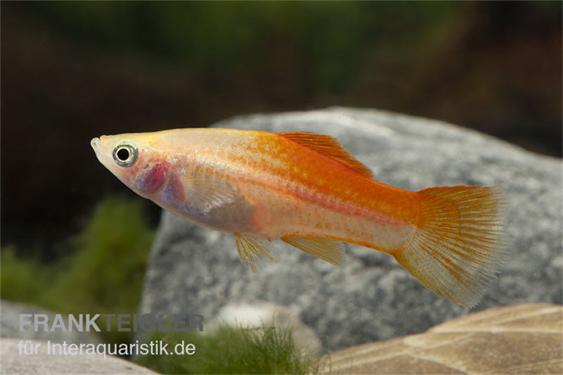 Ananas-Schwertträger, Xiphophorus helleri, Trio (1 Männchen + 2 Weibchen)