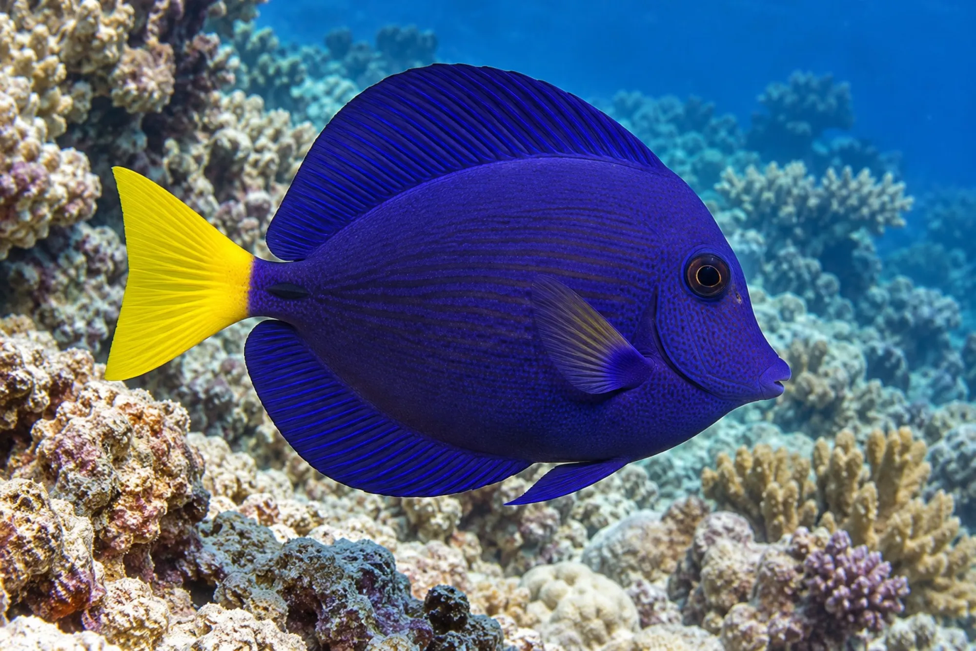 Rotmeer-Doktorfisch, Zebrasoma xanthurum, ca. 5,0-6,0 cm