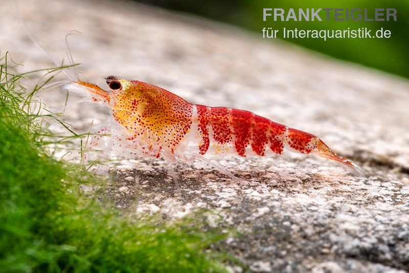 Super Crystal Red Garnele, Caridina logemani