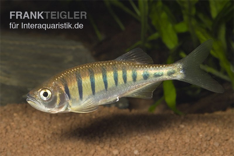 Makrelenbarbe, Barilius pulchellus/Opsarius pulchellus