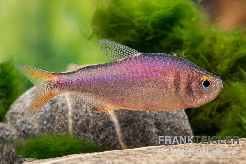 Brombeersalmler, Hyphessobrycon wadai