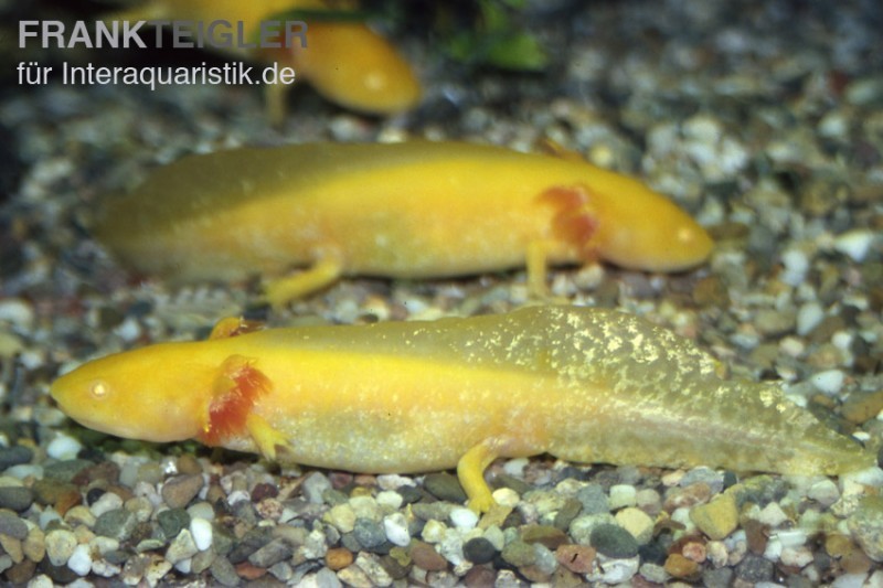 Axolotl goldfarben, Ambystoma mexicanum