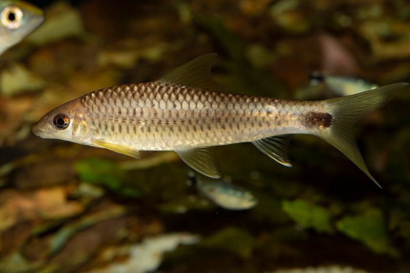 Goldener Netzpinselalgenfresser, Crossocheilus reticulatus gold