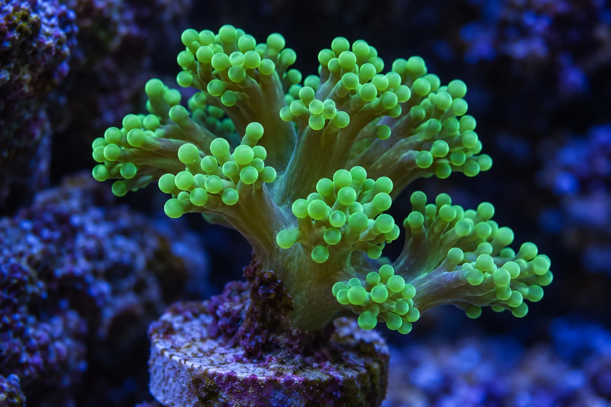 Froschlaichkoralle „Grün“ (Nachzucht), Fimbriaphyllia paradivisa, 1 Polyp