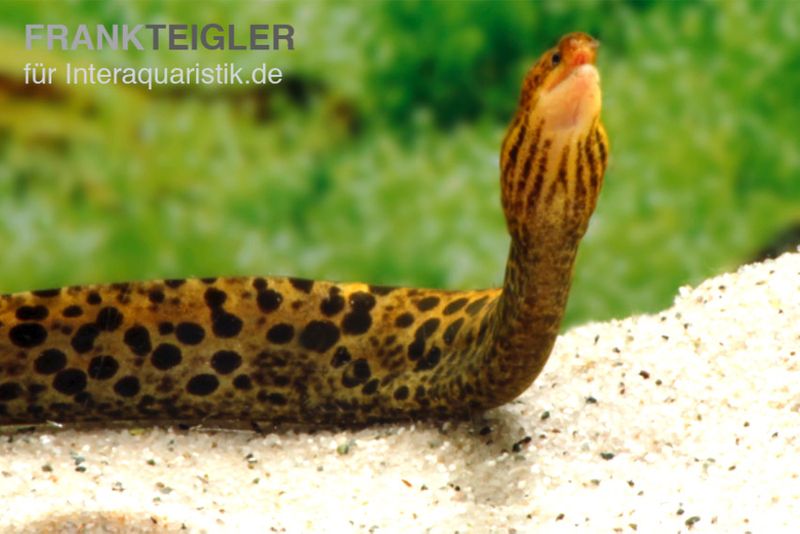 Leopardmuräne, Gymnothorax polyuranodon (Echte Süßwassermuräne)