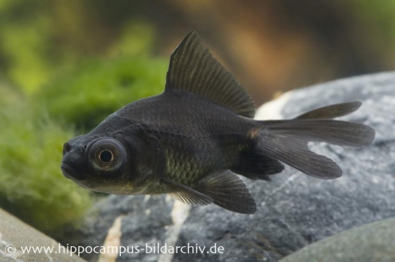 Goldfisch Black Moor, Carassius auratus (Kaltwasser)