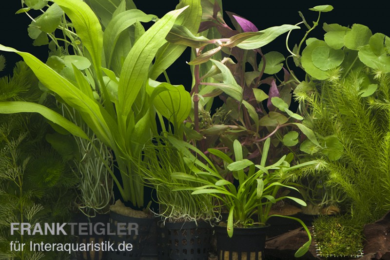 Aquarienpflanzen-Sortiment "Amazonas" für 100-120 cm Aquarium, Aquarienpflanzen-Set