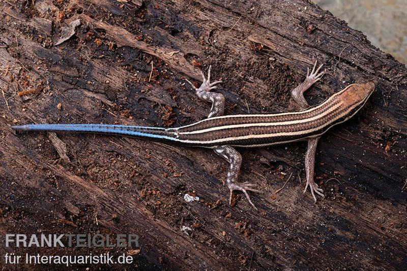 Fünfstreifenskink, Trachylepis quinquetaeniata, gemischt