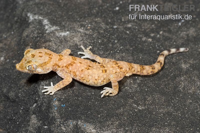 Lichtensteins Dünnfingergecko, Stenodactylus sthenodactylus