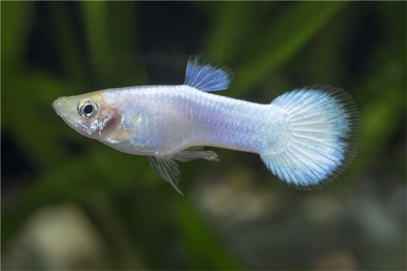 Guppy platinum white, Poecilia reticulata, Männchen