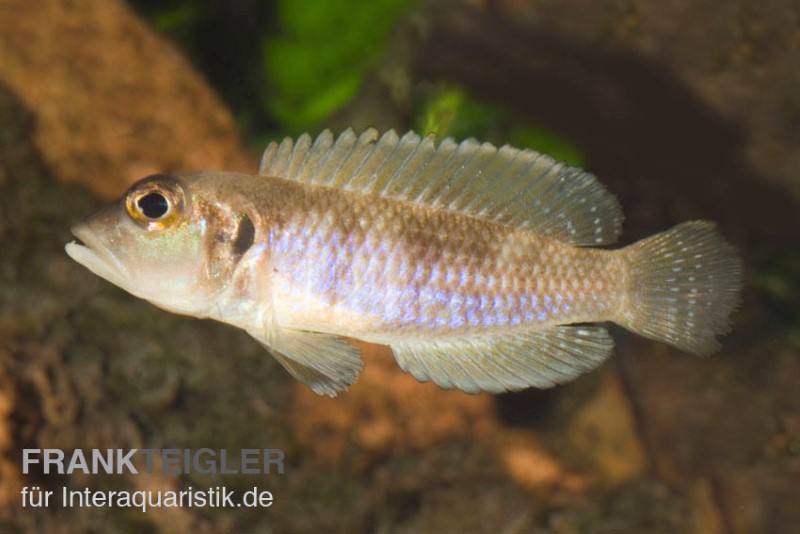 Schneckenbuntbarsch gold, Lamprologus ocellatus, DNZ