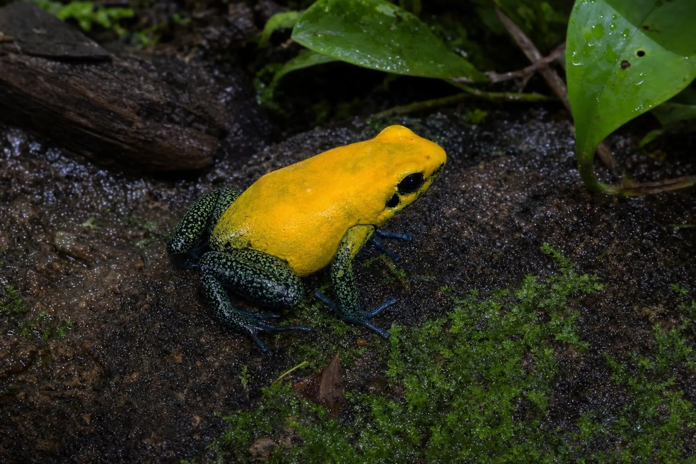Zweifarbiger Blattsteiger „Uraba“, Phyllobates bicolor