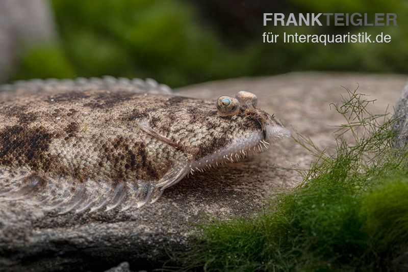 Leucorhynchos-Plattfisch, Süßwasserflunder, Achiroides leucorhynchos