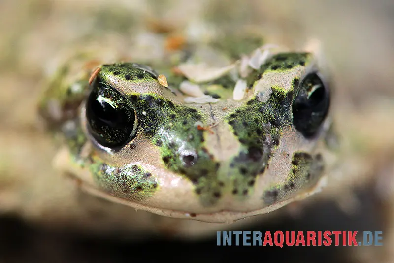 Atlaskröte, Bufo brongersmai DNZ