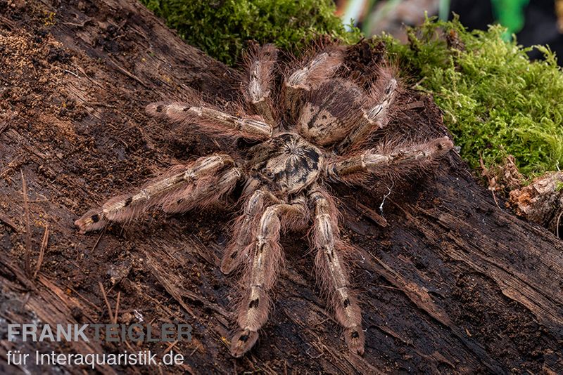 Leopardvogelspinne, Stromatopelma calceatum XL