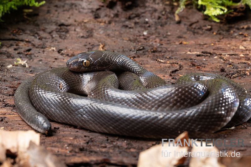 Afrikanische Hausschlange, Lamprophis fuliginosus, Schwarze Hausschlange