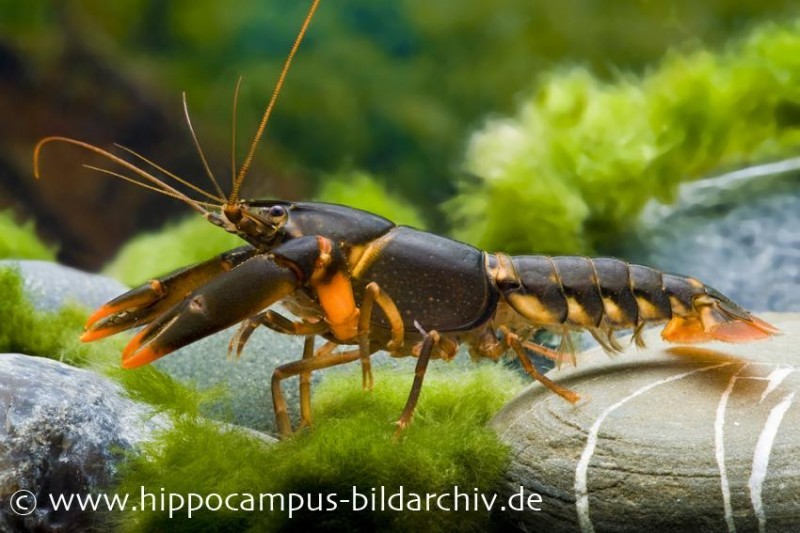 Feuerkrebs, Cherax sp. 'Orange Tip', Zufällig ausgewählt