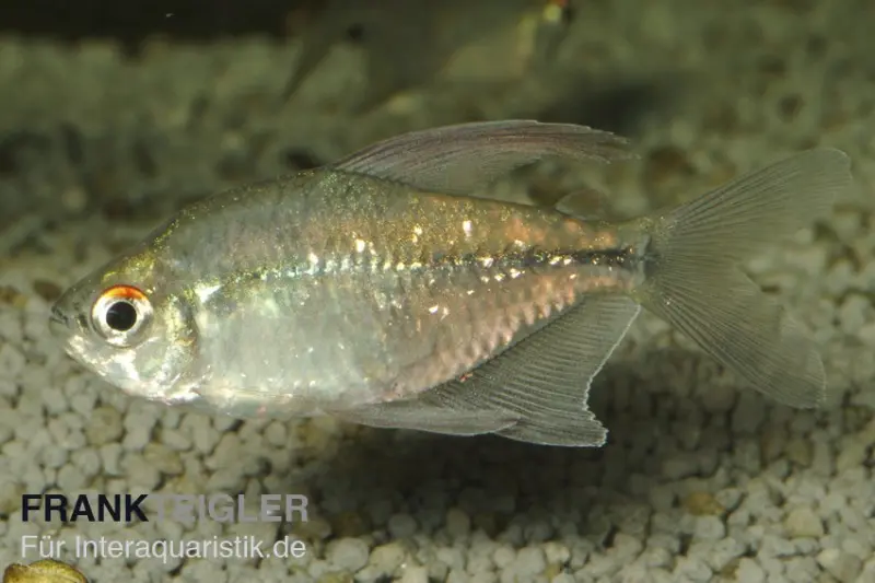 Brillantsalmler, Moenkhausia pittieri, 2-3 cm NZ