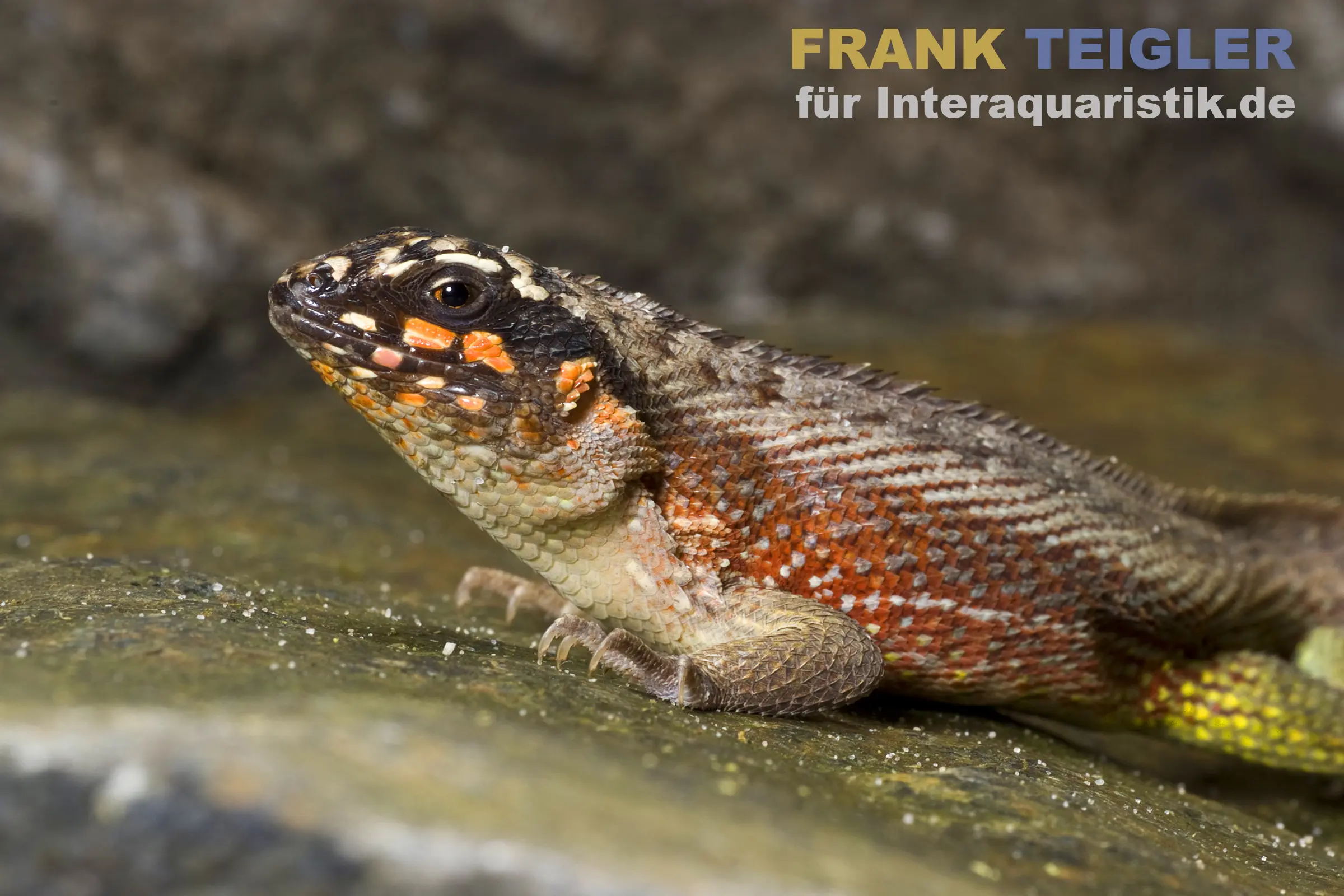Bunter Maskenleguan, Leiocephalus personatus