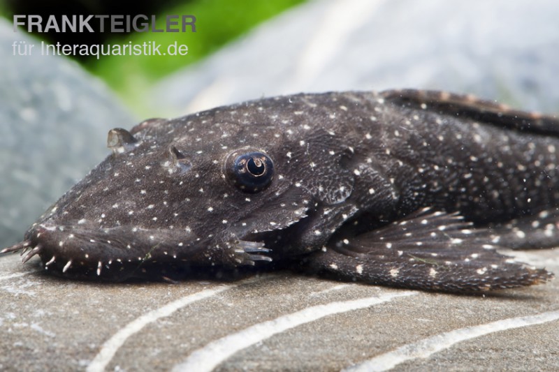 Blue Medusa Pleco (LDA 74), Ancistrus macrophthalmus