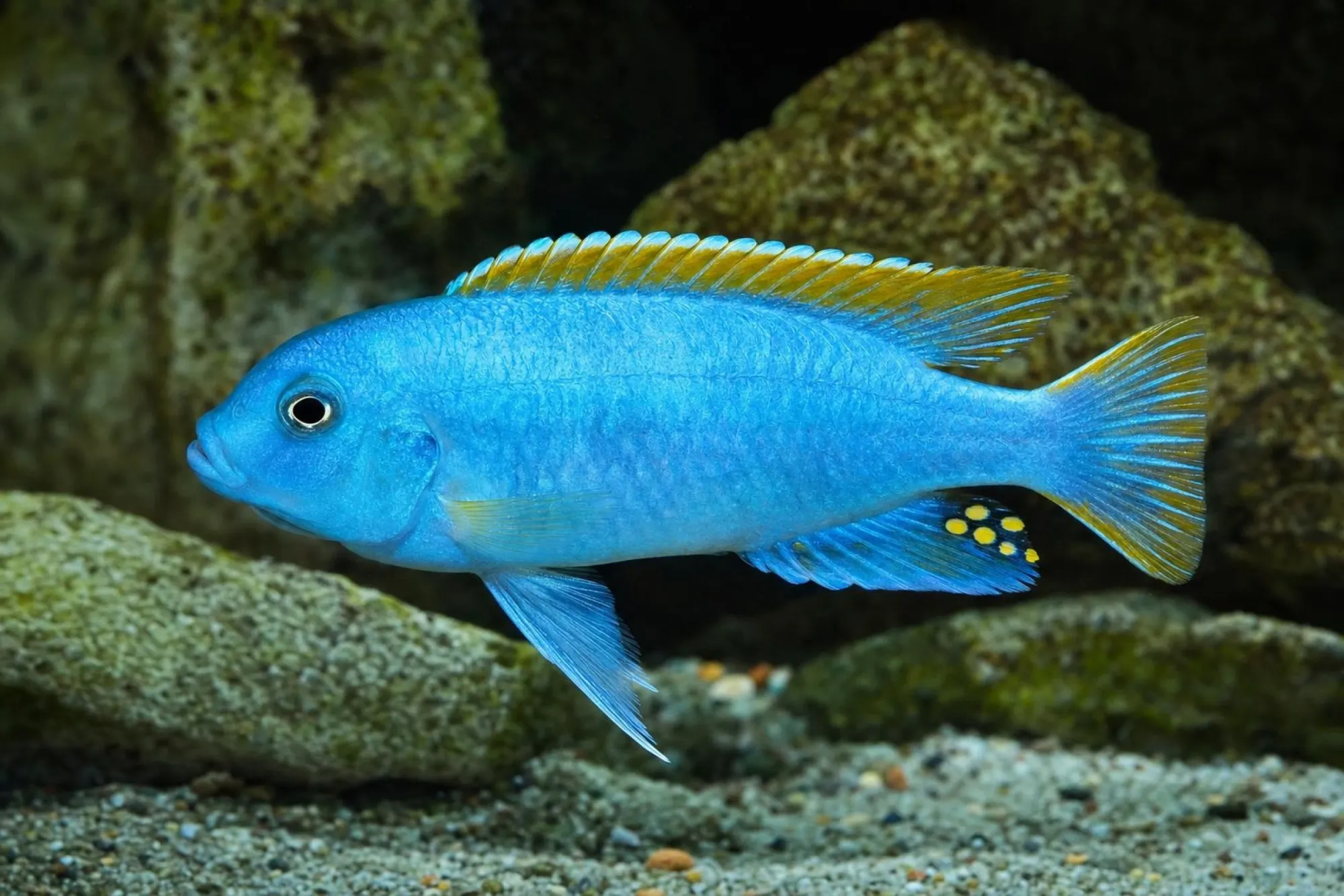 Mbenji-Zebrabuntbarsch, Maylandia mbenjii