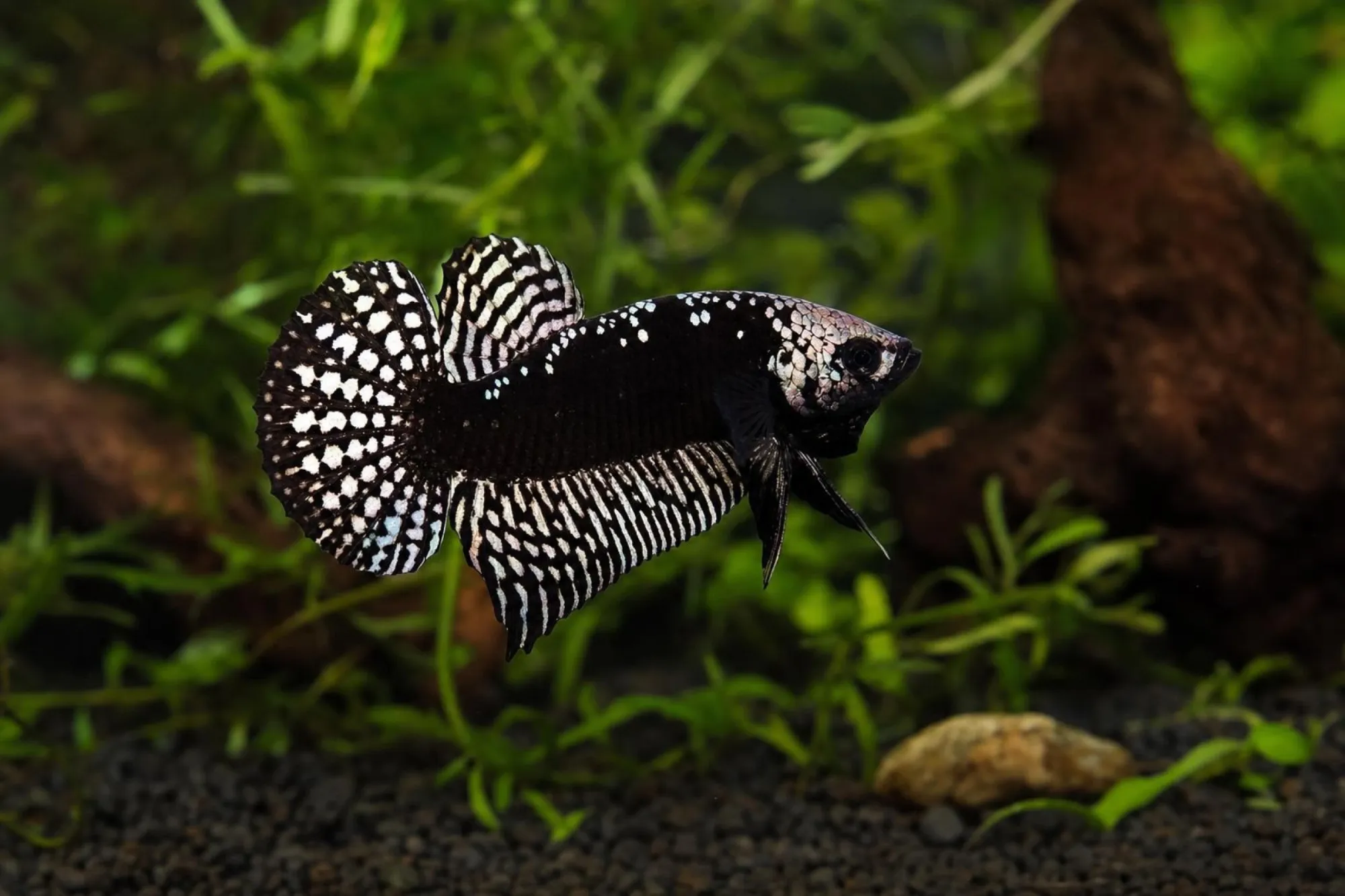 Alien-Samurai-Hybrid-Kampffisch, Männchen, Betta sp.