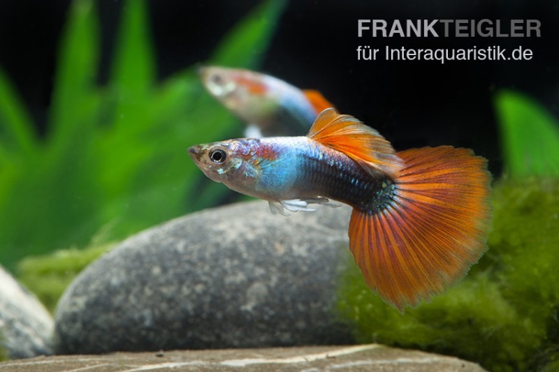 Guppy neonblau-rot, Poecilia reticulata, Weibchen