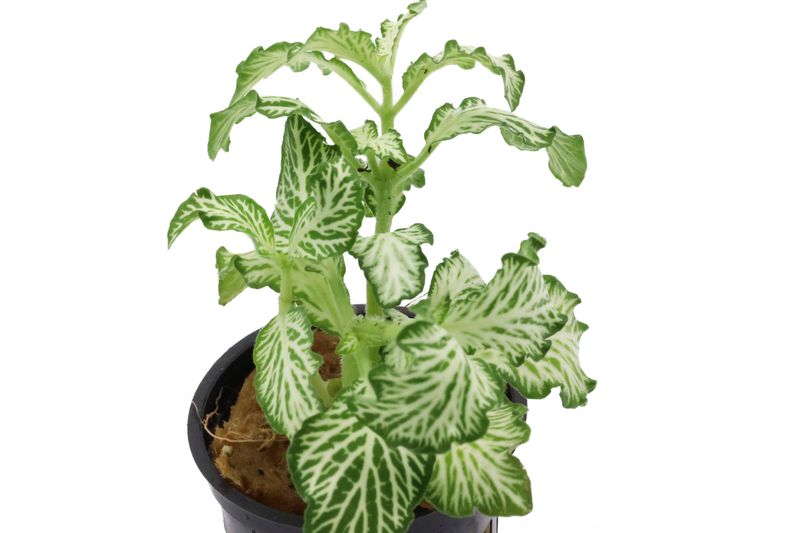 Grüne Fittonia, Fittonia verschaffeltii (Terrariumpflanze)