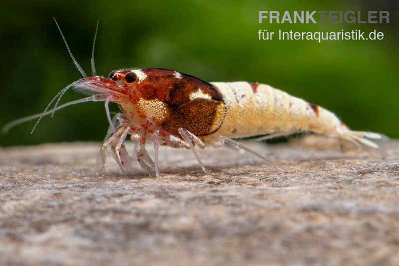 Red Pinto Garnele Mix, Caridina spec. Red Pinto Taiwan