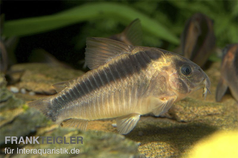 Rostpanzerwels, Corydoras rabauti