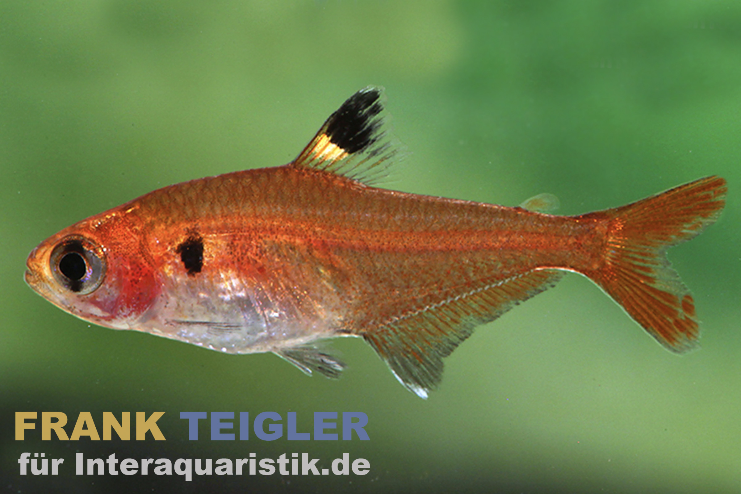 Roter Signalsalmler, Hyphessobrycon haraldschultzi