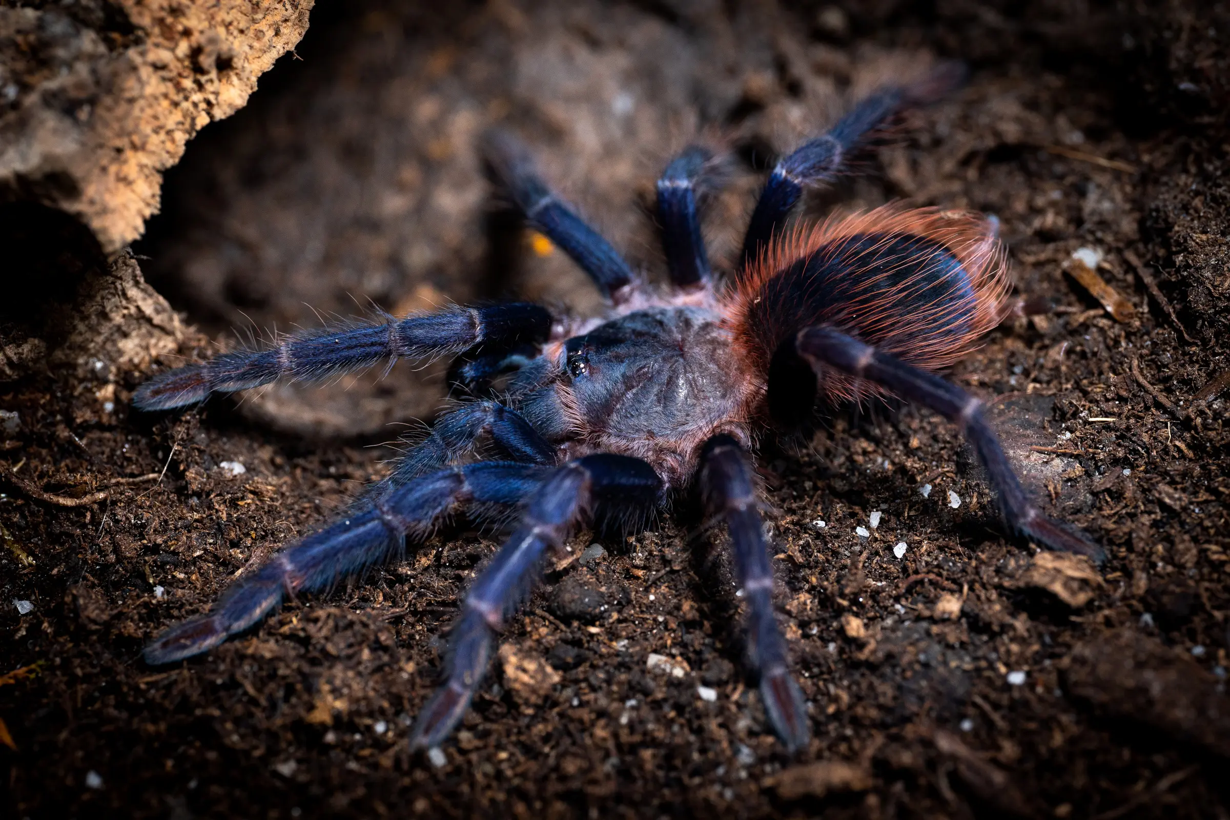 Brasilianische Blauhaar-Vogelspinne, Pterinopelma sazimai