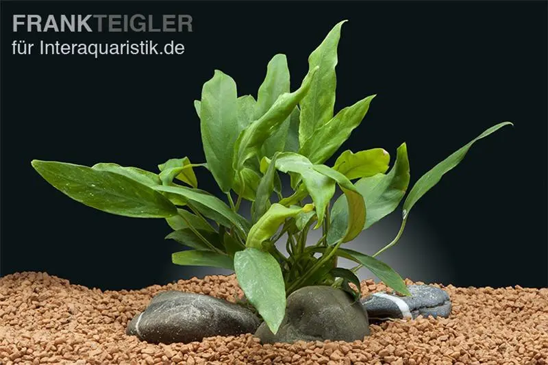 Kahles Speerblatt, Anubias barteri var. glabra, im Topf