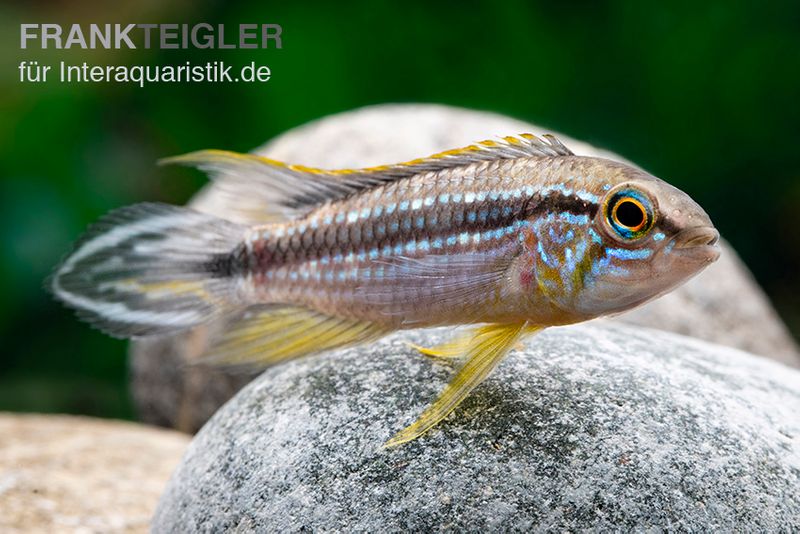 Elisabeth’s Zwergbuntbarsch, Apistogramma elizabethae, paar