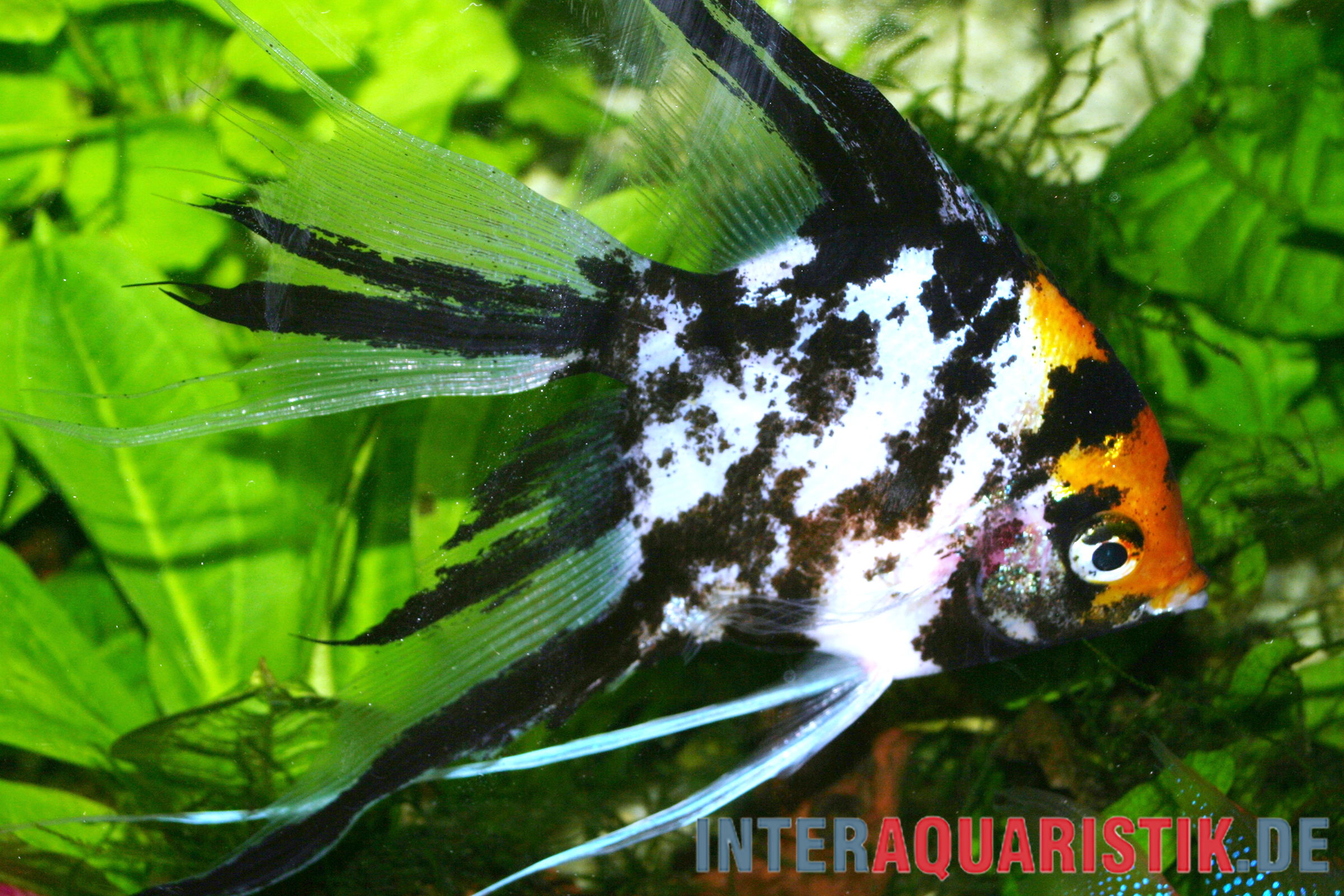 Gold-Marmor-Schleierflossen-Skalar, Pterophyllum scalare (Gold Marble Veiltail)