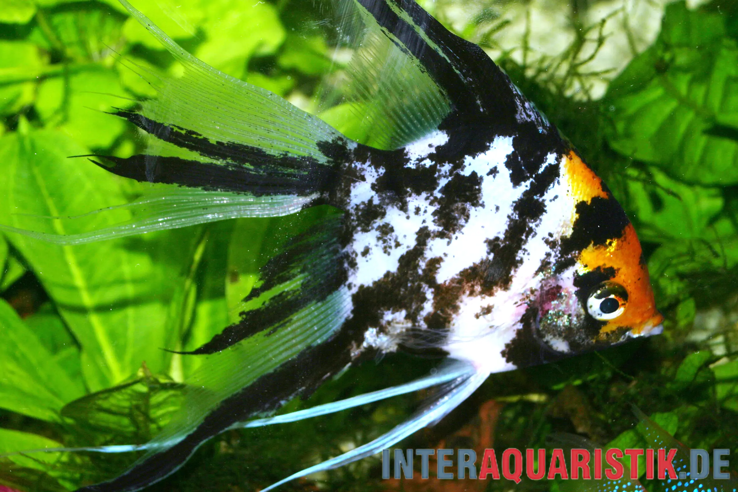 Gold-Marmor-Schleierflossen-Skalar, Pterophyllum scalare (Gold Marble Veiltail)