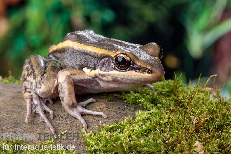 Galam Weißlippen-Frosch, Amnirana galamensis