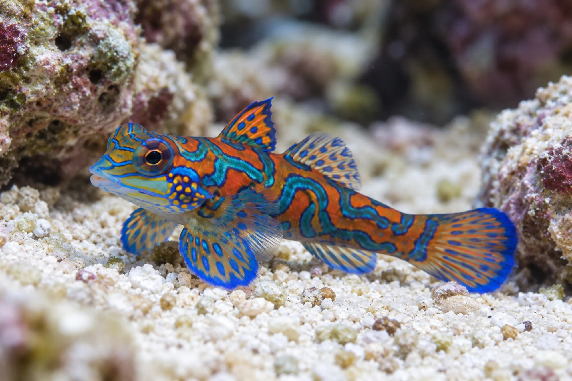 Mandarinfisch Nachzucht, Synchiropus splendidus