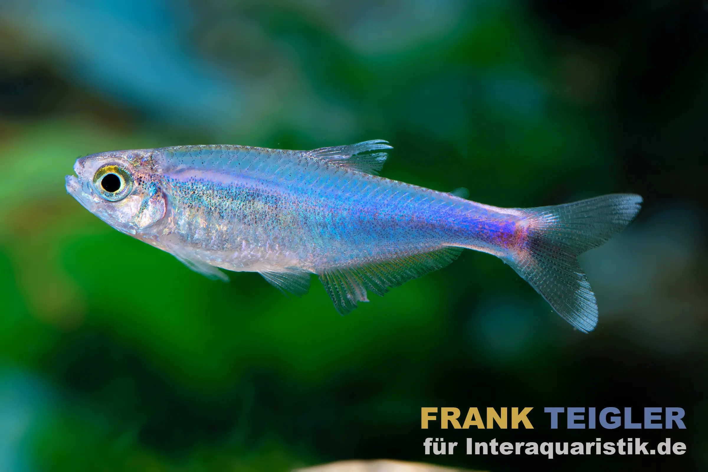Blauer Borki-Salmler, Knodus borki