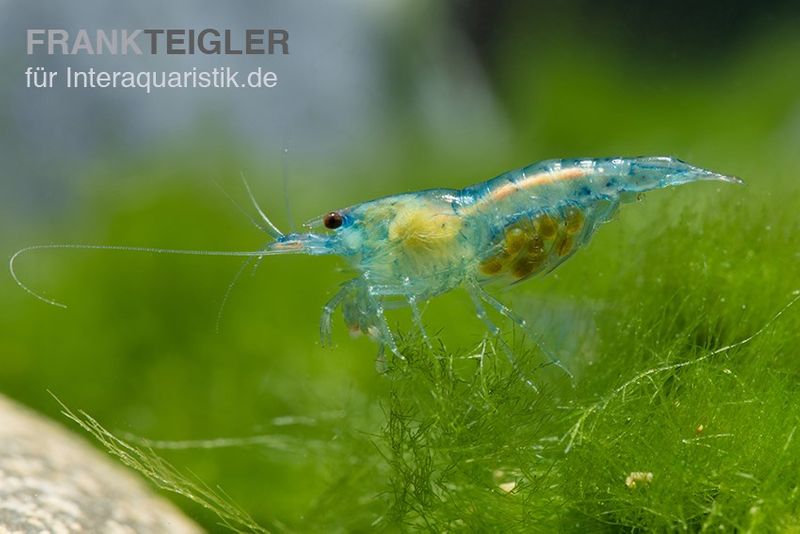 Blue Jelly Garnele, Neocaridina davidi "Blue Jelly"