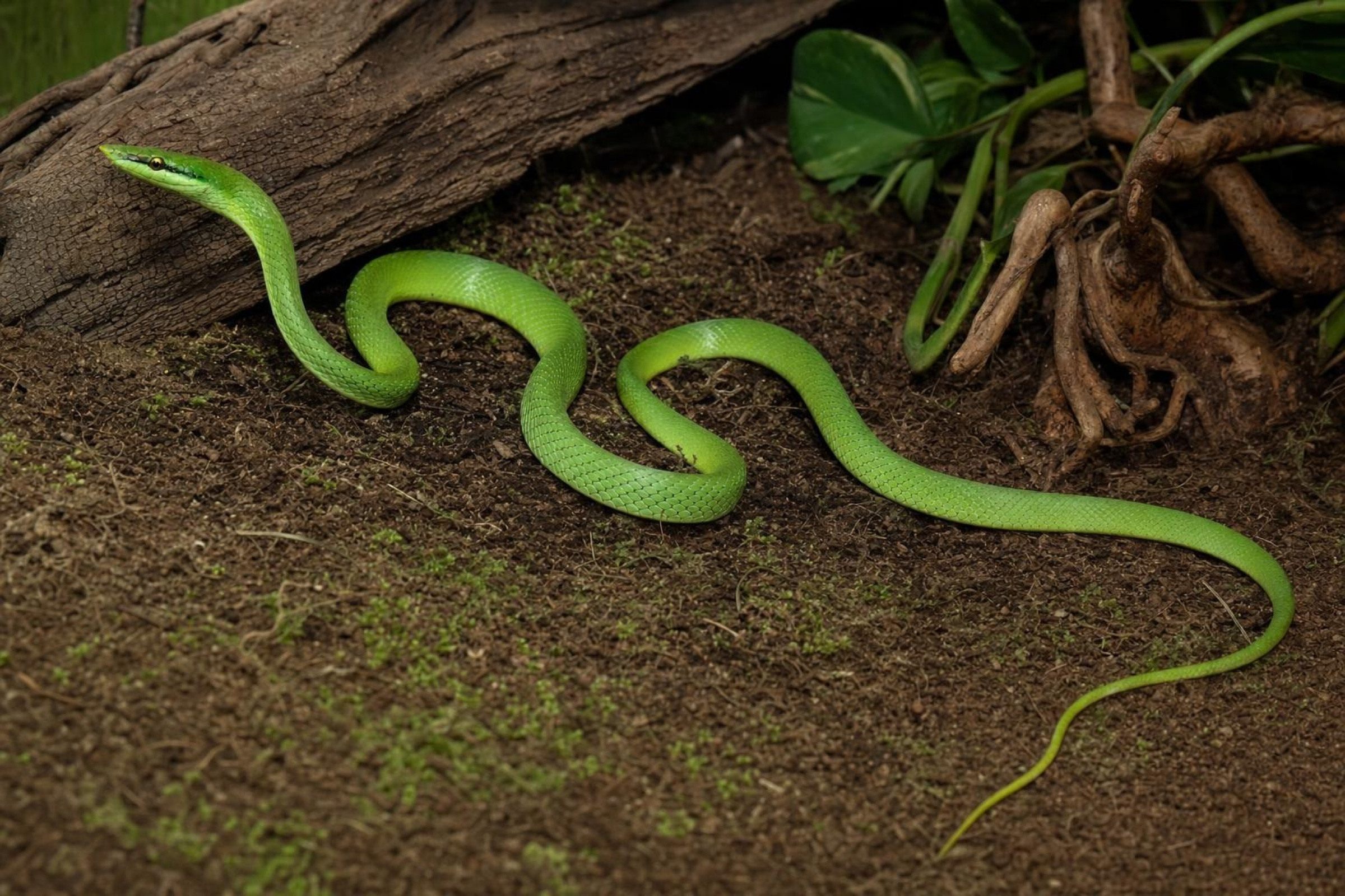 Blauäugige Grüne Strauchnatter, Gonyosoma coeruleum