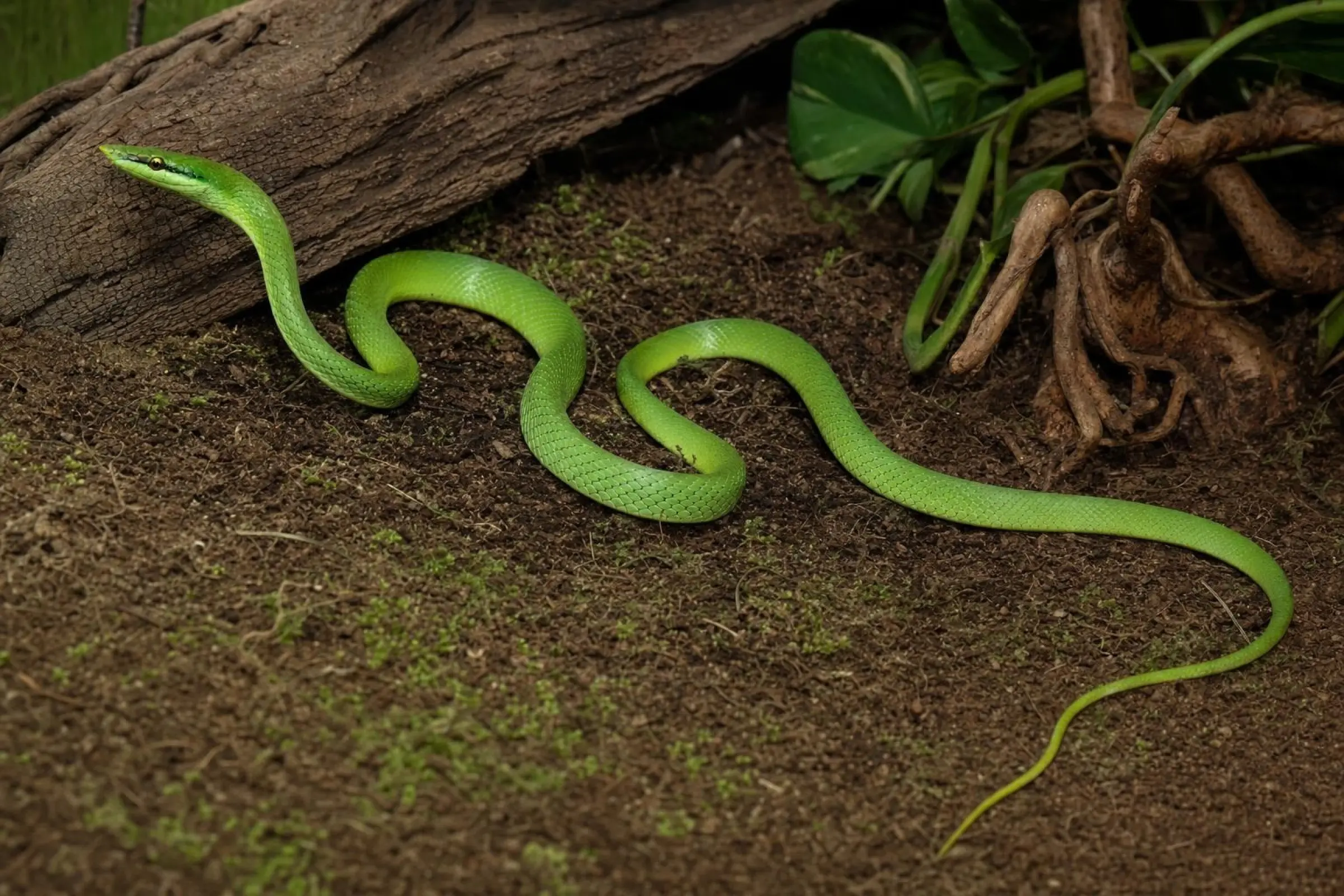 Blauäugige Grüne Strauchnatter, Gonyosoma coeruleum