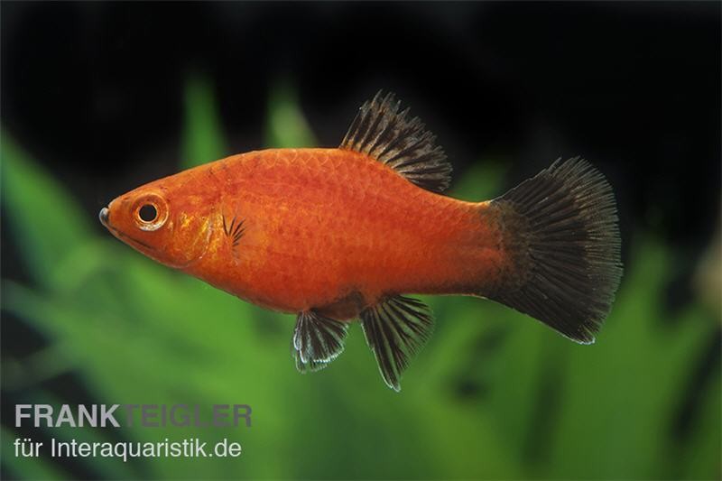 Korallenplaty Wagtail, Xiphophorus maculatus