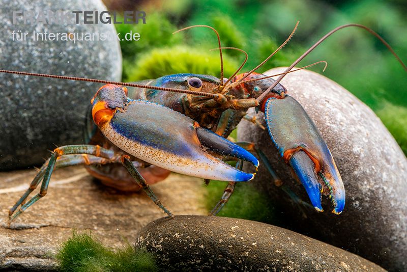 Blauer Tigerkrebs, Cherax alyciae „Blue Kong“, Zufällig ausgewählt