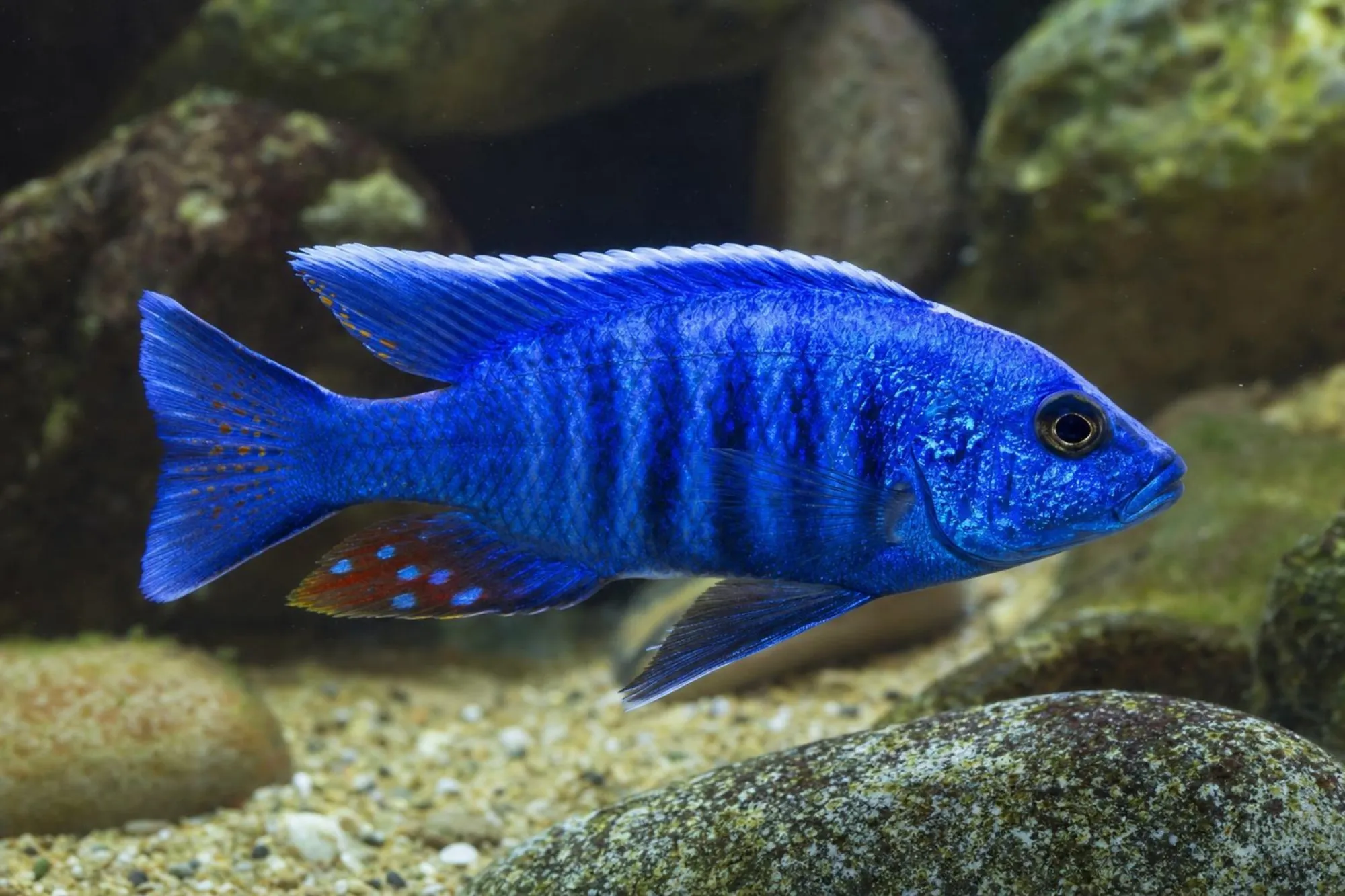 Ahli-Buntbarsch „Super Blue“, Männchen, Sciaenochromis fryeri